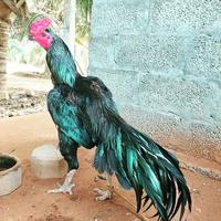 Gambar jualTELUR AYAM BANGKOK ASELL LARKUMBANG PAKET 4 BUTIR dari ROOOSTER 1 undefined 1 Tokopedia