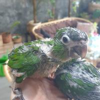 Gambar hans macaw 2bln dari Yod Parrot undefined 3 Tokopedia