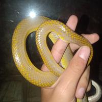 Gambar gonyosoma oxycephalum ular bajing dari HunterReptileStore undefined 4 Tokopedia