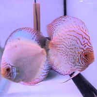 Gambar discus white pigeon / discus / diskus / ikan hias / ikan aquascape - 2.5 inch, BIASA dari Royal Jakarta official undefined 5 Tokopedia
