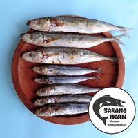 Gambar LAYANG / KLOTOK BESAR KERING/ASIN PREMIUM TERMURAH 100/250/500 gram - 250 gram dari SarangIkan Muncar undefined 4 Tokopedia