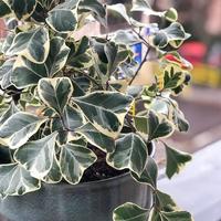 Gambar tanaman beringin kupu kupu varigata ficus triangularis dari Gita Rosalia Store95 undefined 3 Tokopedia