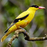 Gambar burung kepodang j a w a pilihan dari toko burung gacor jkt undefined 2 Tokopedia