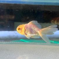 Gambar Koki Oranda Ikan Hias Aquarium dari draquatic new undefined 2 Tokopedia