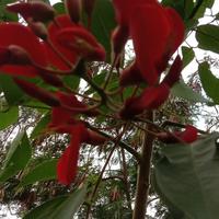 Gambar bibit pohon dadap merah pelindung - 200 cm dari pesiar768 undefined 1 Tokopedia