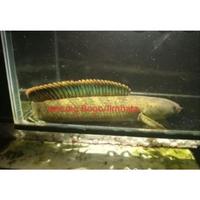 Gambar hiasan aquarium Channa limbata rim tebel size 16-17-18cm dari TharaShp undefined 1 Tokopedia