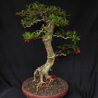 Gambar Bonsai pusaka dari ronnursery bonsai undefined 2 Tokopedia