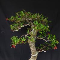 Gambar Bonsai pusaka dari ronnursery bonsai undefined 4 Tokopedia