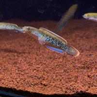 Gambar Channa Stewartii 5-7cm PREMIUM QUALITY - GRADE AAA dari Karma Snakehead undefined 2 Tokopedia
