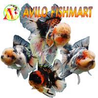 Gambar ikan hias mas koki oranda jambul kaliko size 5 - 6 cm tanggung sedang dari Avilo Fishmart undefined 3 Tokopedia