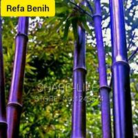 Gambar Biji Benih Tanaman Bambu Ungu F1 Import / Benih Bambu / Bibit Bambu / dari Parabinta undefined 1 Tokopedia