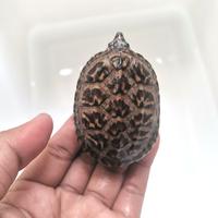 Gambar Mexican Giant Musk Turtle / Kura MGM dari Khasanah.Collection undefined 2 Tokopedia
