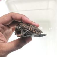 Gambar Mexican Giant Musk Turtle / Kura MGM dari Khasanah.Collection undefined 3 Tokopedia