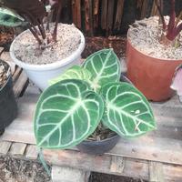 Gambar tanaman kuping gajah / anthurium crystallinum dari EXSOTICTAMAN undefined 1 Tokopedia
