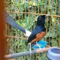 Gambar Murai Batu MH Ekor panjang Rawatan dari Tosix94Birdspecialist undefined 1 Tokopedia