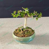Gambar Bonsai Sancang Siap Pajang ready to order dari Flowerutab undefined 3 Tokopedia