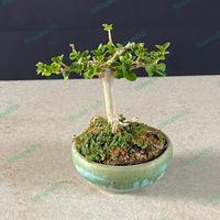 Gambar Bonsai Sancang Siap Pajang ready to order dari Flowerutab undefined 1 Tokopedia