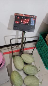 Gambar Bibit Benih Biji Buah Melon Midori Hidroponik Premium F1 Super Manis - 100 PCS dari CMF Fruit Shop undefined 4 Tokopedia