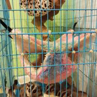 Gambar Sugar Glider Leucistic, clasic grey, white face dari Shop sop undefined 1 Tokopedia