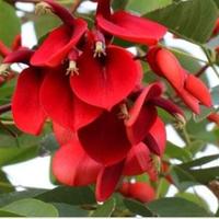 Gambar pohon dadap merah pelindung dari Tania Flowrist undefined 3 Tokopedia