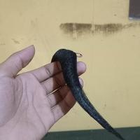 Gambar jebres kumis palsu jaran kepang / jebres uwel dari widyashoopTMG undefined 4 Tokopedia