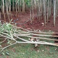 Gambar pohon- tanaman hias bunga tabebuya(Handroanthus chrysotrichus)tinggi 2 meter dari dastin taman hias undefined 3 Tokopedia