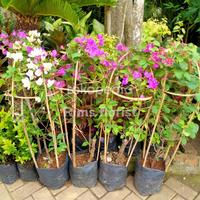 Gambar tanaman bougenville besar/tanaman bugenvile/tanaman bunga kertas dari Rims florist undefined 3 Tokopedia