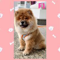 Gambar Kongkong Kennel - Chow Chow Puppy F1 dari mypromeish undefined 3 Tokopedia