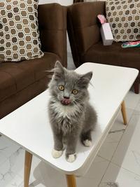 Gambar kucing persia medium dari feros shop1 undefined 1 Tokopedia