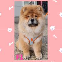 Gambar Kongkong Kennel - Chow Chow Puppy F1 dari mypromeish undefined 4 Tokopedia