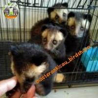 Gambar musang bulan baby jinak total mewah mempesona dari masterankicaubirdshopp undefined 2 Tokopedia