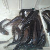 Gambar ikan gabus dari toko pakan undefined 1 Tokopedia