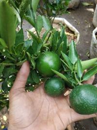 Gambar sudah berbuah bibit pohon Tanaman buah jeruk limo sudah berbuah nipis dari Tanimudajaya11 undefined 3 Tokopedia