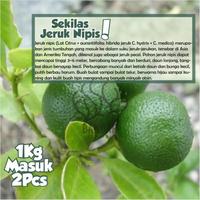 Gambar Bibit Buah Jeruk Nipis Tanaman Hias Sudah Berbuah Termurah EE01 dari Tanimudajaya11 undefined 2 Tokopedia