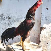 Gambar Ayam Pama/Birma cros BK (Birkok) Super speed, tempel haram, siap pake dari SEPTA Rooster Farm undefined 3 Tokopedia