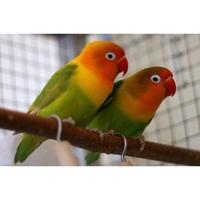 Gambar Burung Lovebird pastel Hijau dari Tosix94Birdspecialist undefined 3 Tokopedia