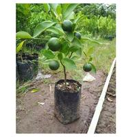 Gambar sudah berbuah bibit pohon Tanaman buah jeruk limo sudah berbuah nipis dari Tanimudajaya11 undefined 4 Tokopedia