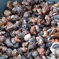 Gambar kelomang/umang kecil sesuai poto harga per 1 kg dari akbarfarm undefined 1 Tokopedia