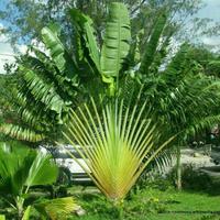 Gambar Allshop1- Kedai 1 Benih Biji Buah Madagaskar Pisang Kipas Ravenala dari shopall11 undefined 4 Tokopedia