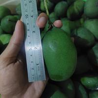 Gambar Buah Mangga Lalijiwo Talijiwo Lali jiwo Tali jiwo Ukuran Sedang - 3 KG dari CMF Fruit Shop undefined 4 Tokopedia