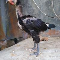 Gambar Paket sepasang anakan ayam pelung jumbo usia 2bulan dari SAP OLSHOP86 undefined 4 Tokopedia
