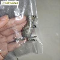 Gambar Mainan Edukasi Pajangan Miniatur Hewan Quokka dari Nikyushop undefined 3 Tokopedia