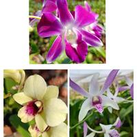 Gambar Anggrek dendrobium dewasa bunga dari Dhiya RJ Store undefined 1 Tokopedia