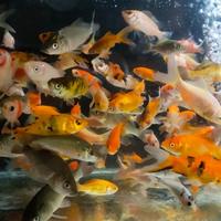 Gambar PAKET PAKAN IKAN MAS PERKANTONG HIAS IKAN MAS PAKAN IKAN PREDATOR dari Mars Aquatics undefined 2 Tokopedia