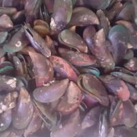 Gambar Kerang Hijau Hidup Segar 1 kg - 500 gram dari BINTAN Frozen Foods undefined 1 Tokopedia