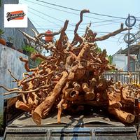 Gambar AKAR SANTIGI PESISIR AQUASCAPE dari PLANETPLANTS undefined 2 Tokopedia