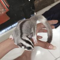 Gambar Joey Sugar Glider Lowmozaik dari Faa Glider undefined 1 Tokopedia