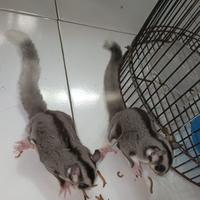 Gambar Joey Sugar Glider Lowmozaik dari Faa Glider undefined 2 Tokopedia