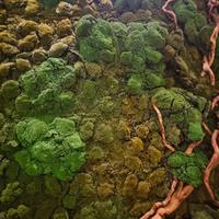 Gambar Karpet Lumut Moss Artificial G 100cm x 100cm dari Rumah Bunga Dekor undefined 5 Tokopedia