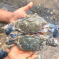 Gambar Kepiting Laut Rajungan Besar fresh berkualitas - 1 Kg dari Ikan Segar Bahari undefined 2 Tokopedia
